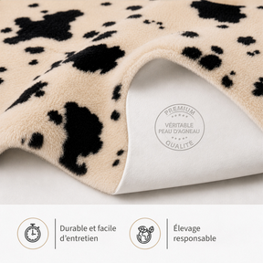 T2_Vache