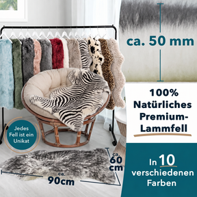 T5_Zèbre